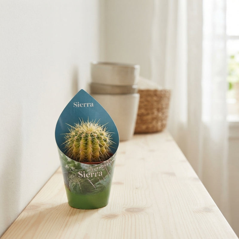 Mixed Cactus Collection – 5.5cm Pots
