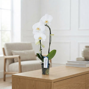 White Phalaenopsis Orchid – 9cm Pot, 50cm High