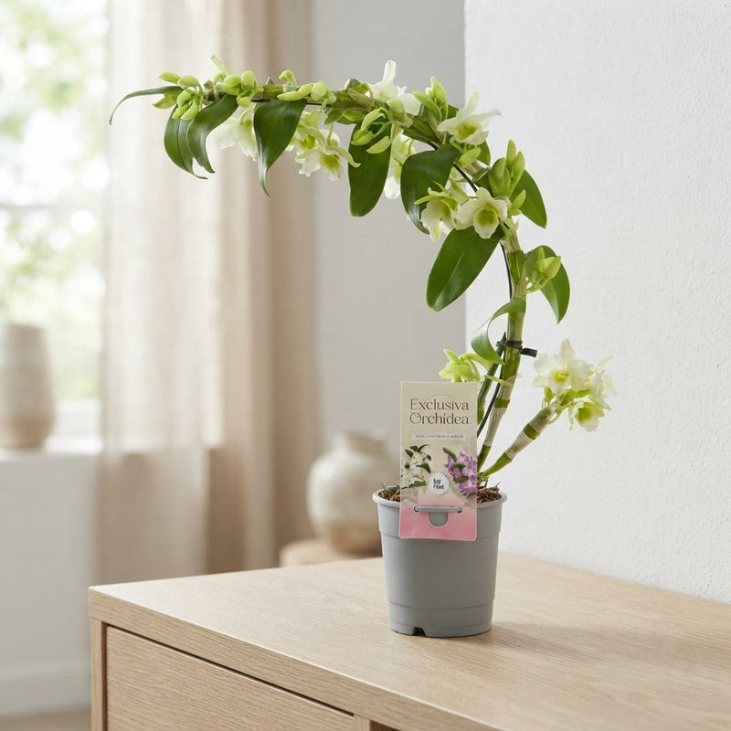 White Dendrobium Nobile Orchid ‘Apollon’ – 12cm Pot