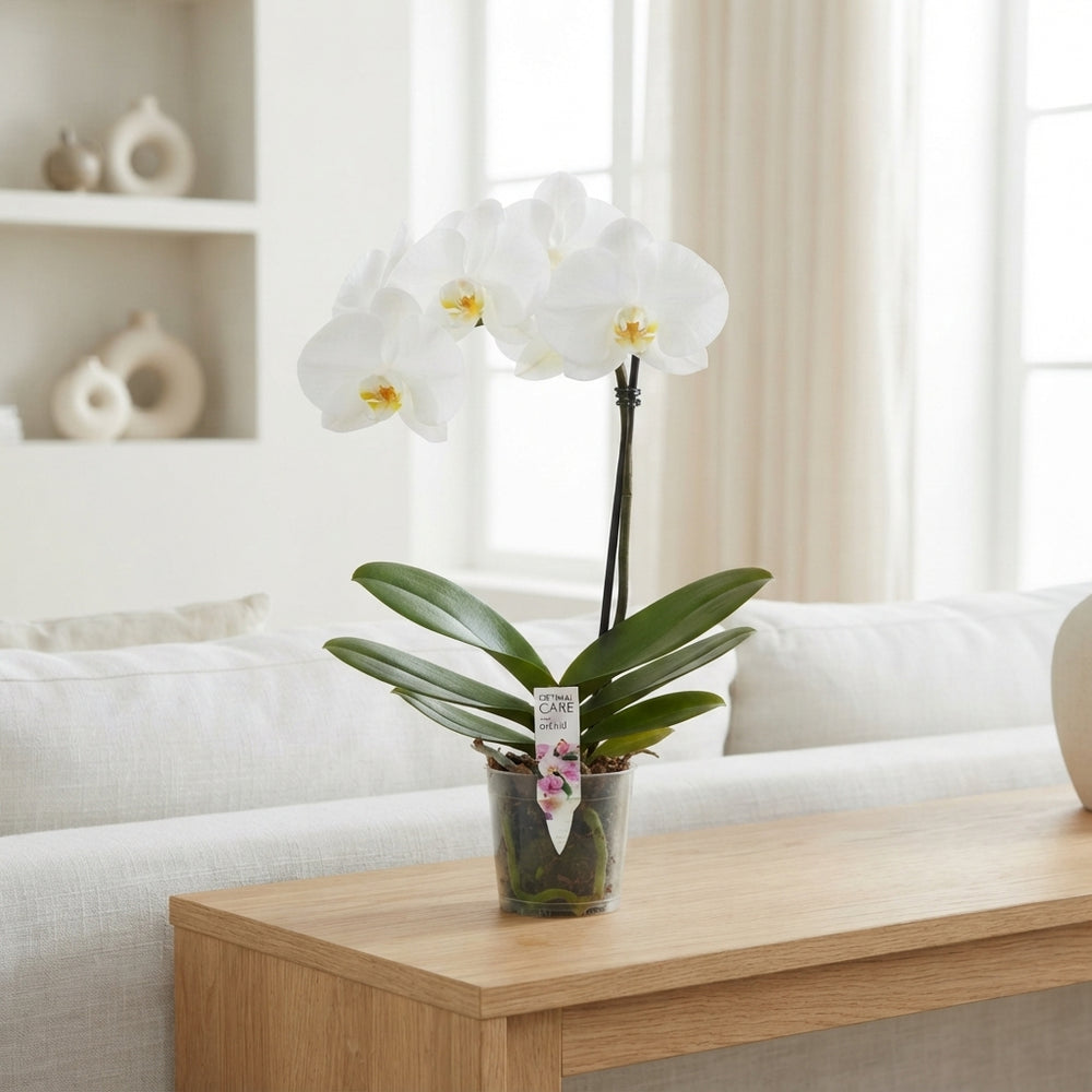 White Phalaenopsis Singolo Orchid – 9cm Pot