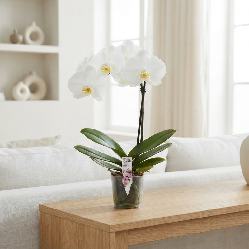 White Phalaenopsis Singolo Orchid – 9cm Pot