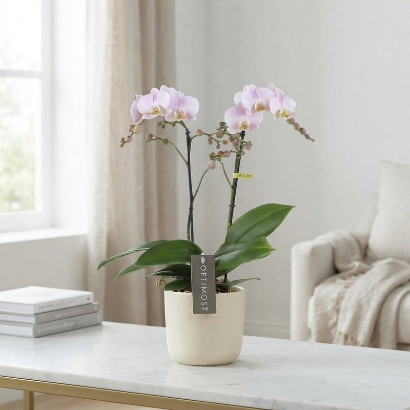 Mixed Phalaenopsis Orchid – 2 Stem, 12cm Pot