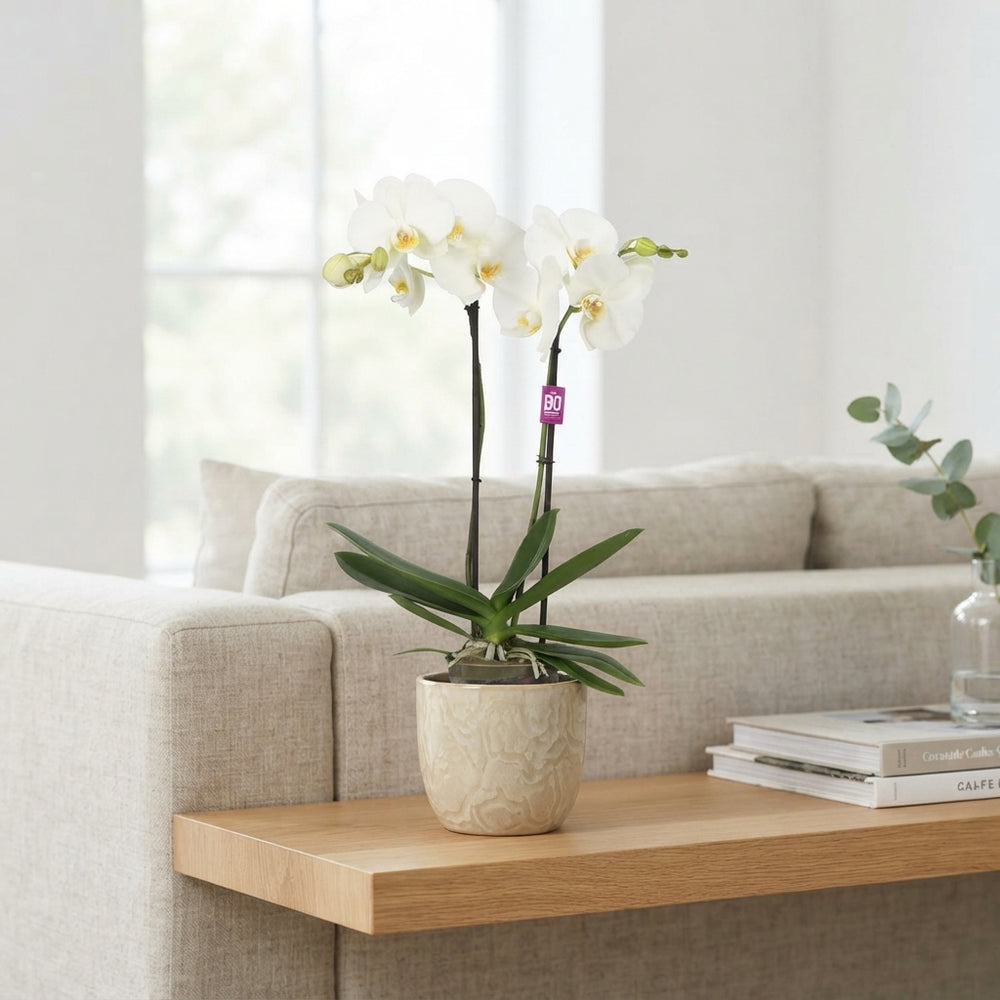 White Phalaenopsis Orchid – 2 Stem, 12cm Pot
