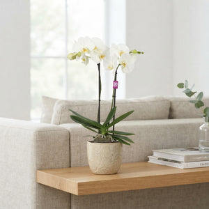 White Phalaenopsis Orchid – 2 Stem, 12cm Pot