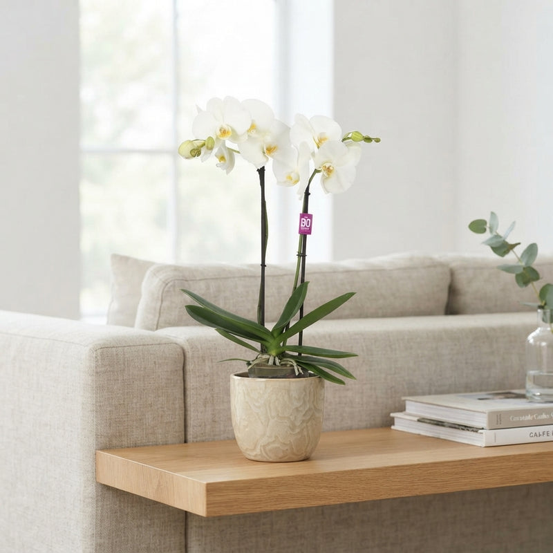 White Phalaenopsis Orchid – 2 Stem, 12cm Pot