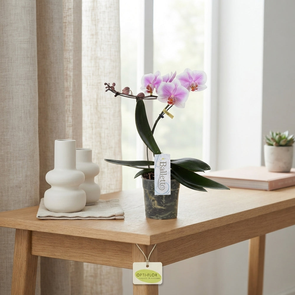 Mixed Phalaenopsis Orchid – 12cm Pot, 45cm High