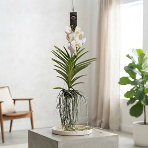 White Vanda Orchid ‘Tayanee’ – 15cm Pot