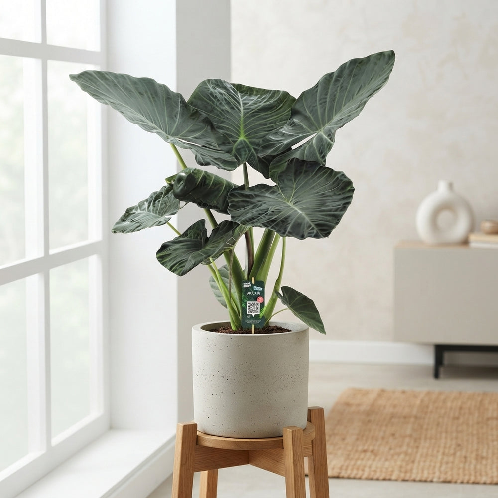 Alocasia Regal Shields – 35cm Pot, Approx. 125cm High