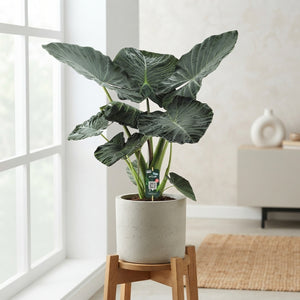 Alocasia Regal Shields – 35cm Pot, Approx. 125cm High