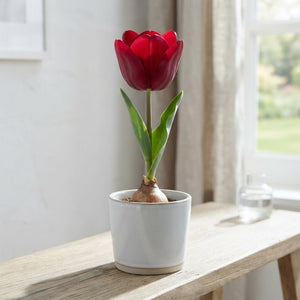 Mixed Triumph Tulip Bulbs – 12/+ Bulb Size
