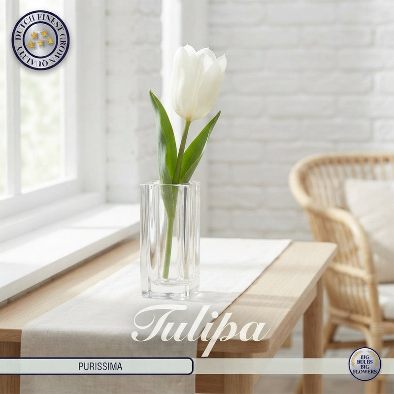 Fosteriana Tulip ‘Purissima’ Bulbs – 12/+