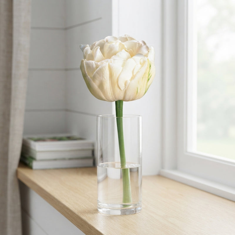 Double Late Tulip Bulbs ‘Mount Tacoma’ – 7 Bulbs