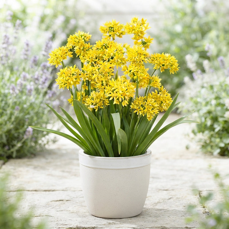Allium moly Golden Garlic Flower Bulbs – Mixed Colour