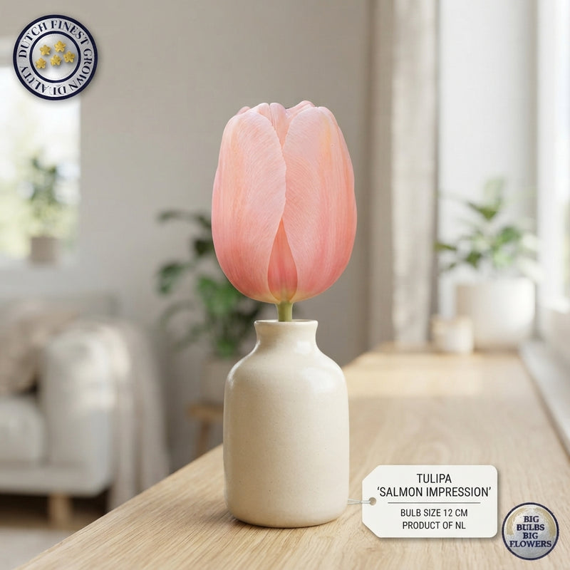 Salmon Impression Darwin Hybrid Tulip Bulbs