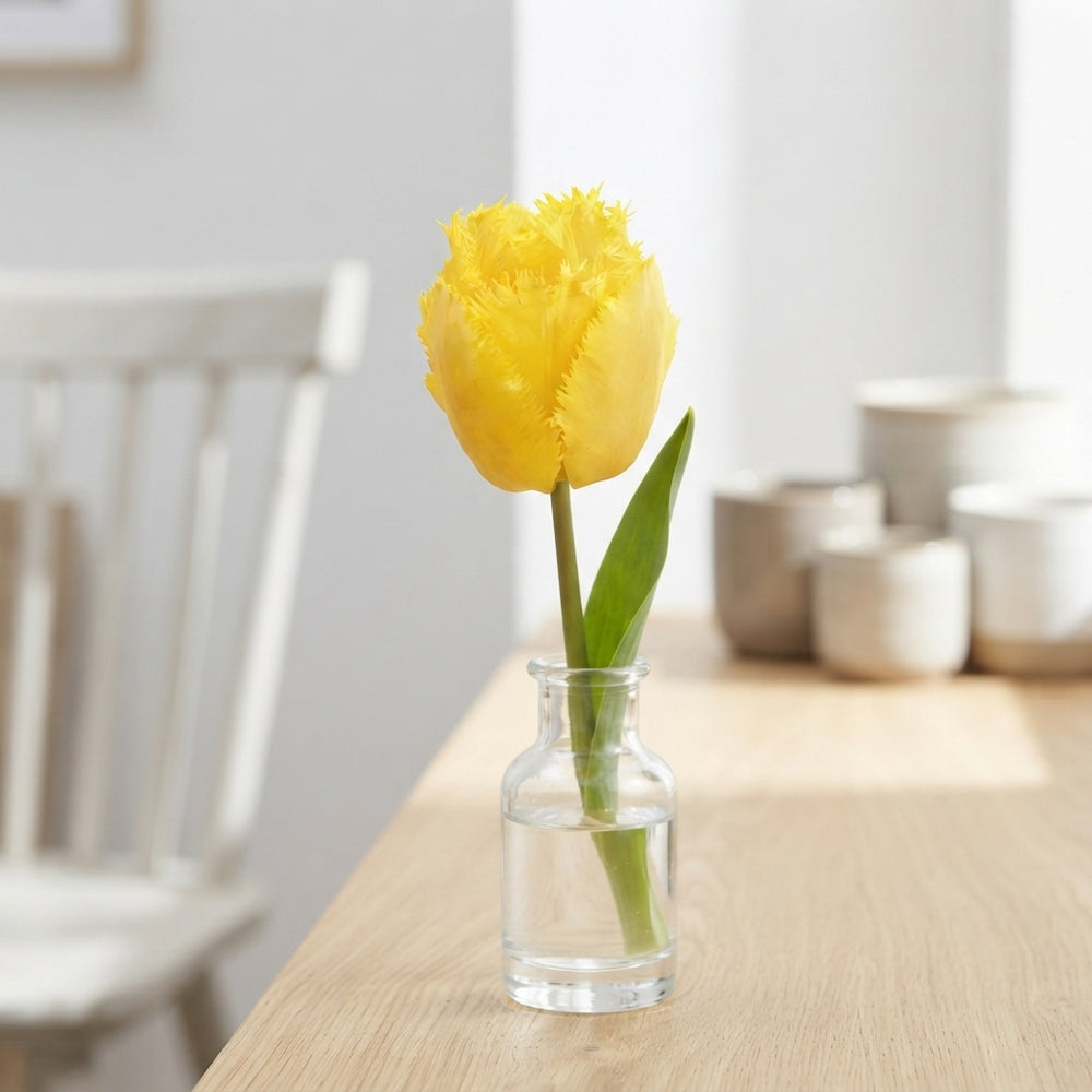 Tulip ‘Fringed Crystal Star’ Flower Bulbs – 12cm+