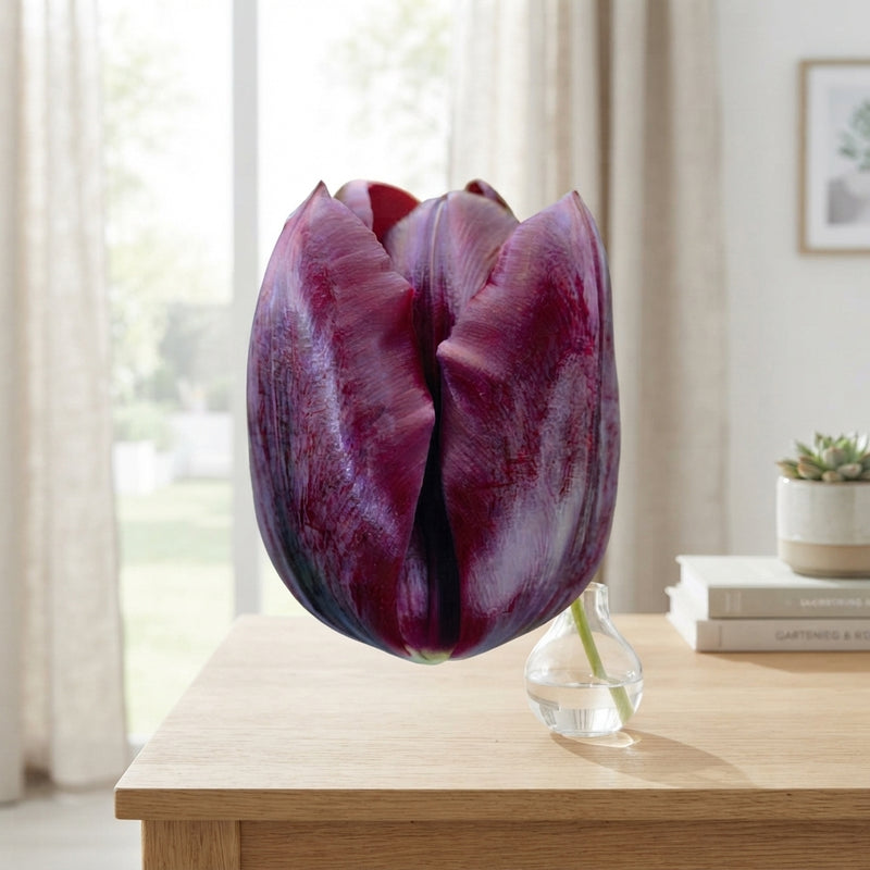 Tulip ‘Ronaldo’ Triumph Bulbs – Size 12/+