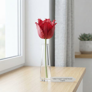 Tulipa ‘Fringed Crystal Beauty’ Flower Bulbs – 12 cm