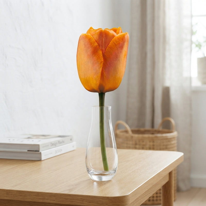 Tulipa ‘Daydream’ Tulip Bulbs – Size 12/+