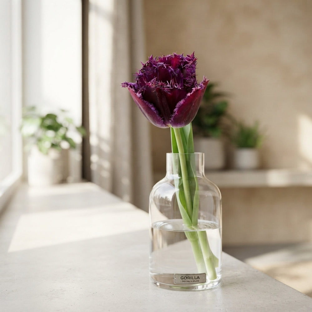 Tulipa 'Fringed Gorilla' Tulip Bulbs – 7 Bulbs