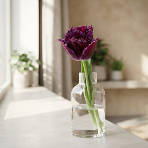 Tulipa 'Fringed Gorilla' Tulip Bulbs – 7 Bulbs