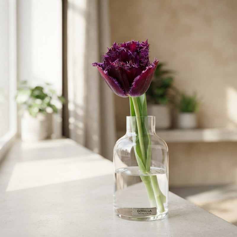 Tulipa 'Fringed Gorilla' Tulip Bulbs – 7 Bulbs