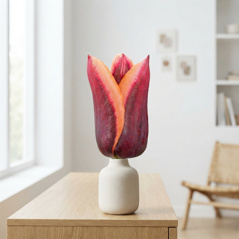 Tulipa Triumph ‘Muvota’ Tulip Bulbs – 12/+