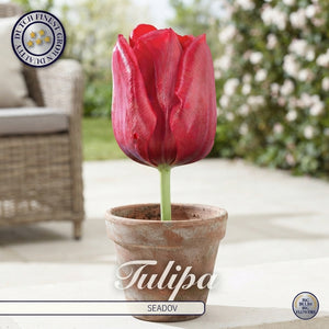 Tulip ‘Seadov’ Triumph Bulbs – 12/+