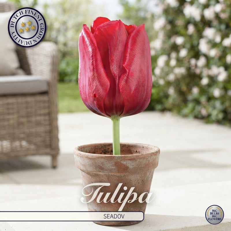 Tulip ‘Seadov’ Triumph Bulbs – 12/+