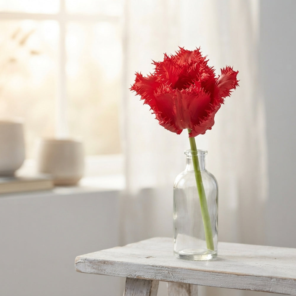 Tulipa ‘Fringed Barbados’ Tulip Bulbs – 7 Bulbs