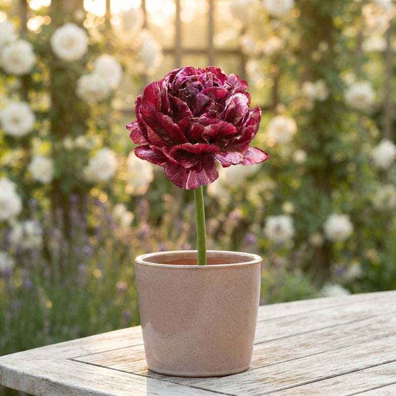Nachtwacht Double Late Tulip Bulbs – 5 Bulbs