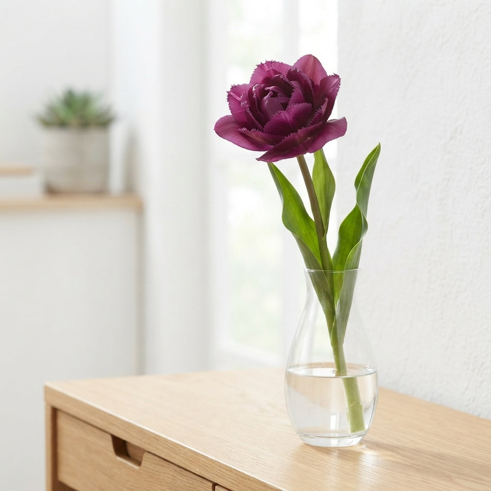 Tulipa ‘Garden Sensation’ Flower Bulbs – 12cm+