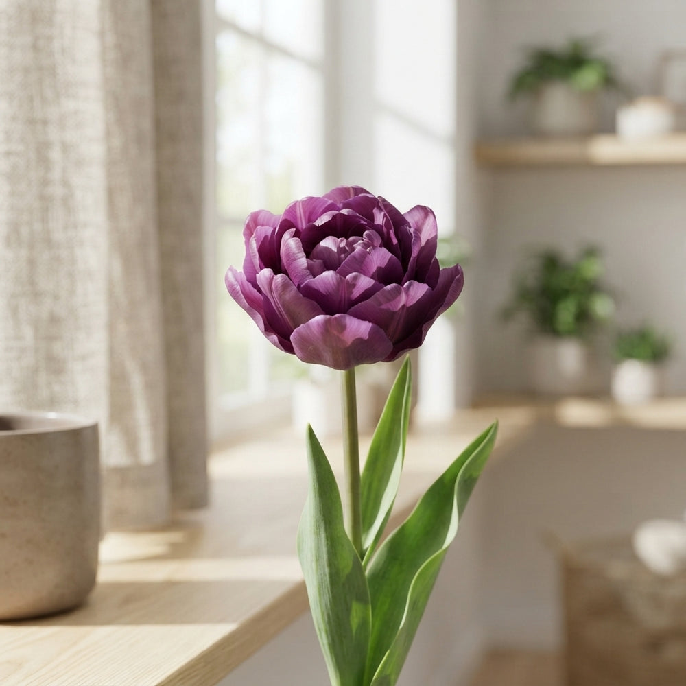 Tulipa ‘Garden Bravoure’ Flower Bulbs – 12 cm+
