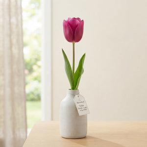Mixed Single Late Tulip Bulbs – 12cm+