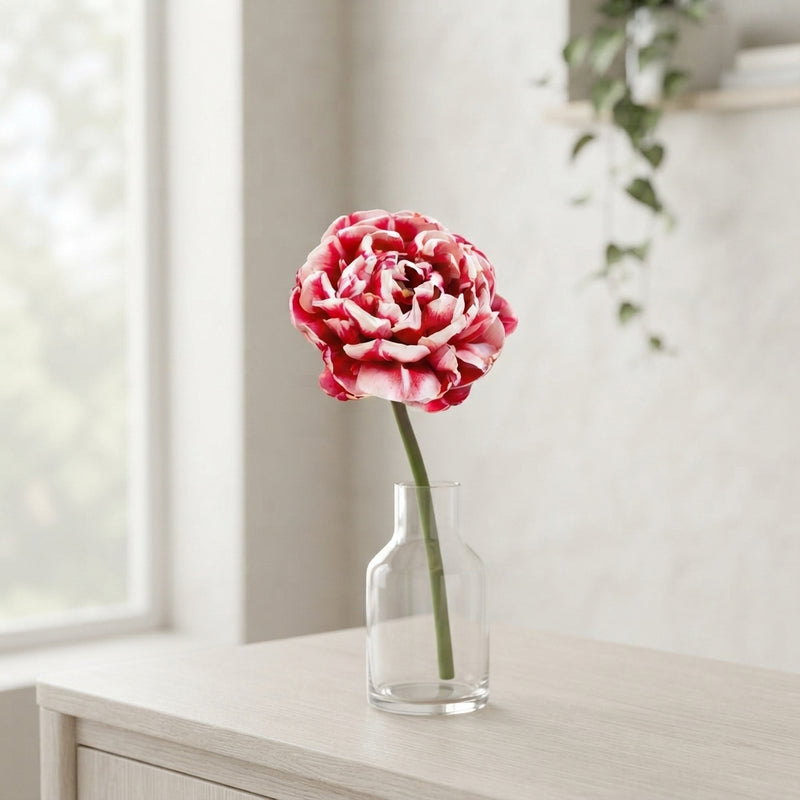 Tulip ‘Drumline’ Double Late Flower Bulbs – 7 Bulbs