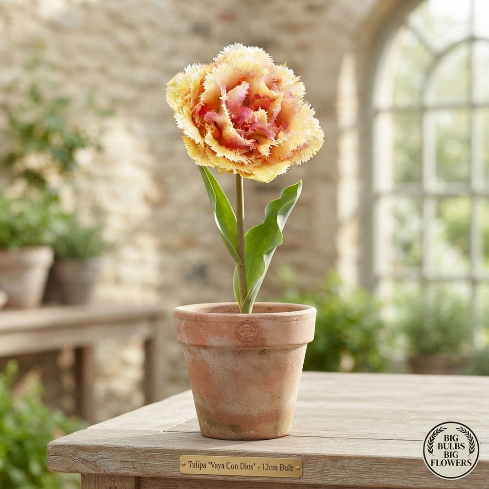 Fringed Double Tulip ‘Vaya Con Dios’ Bulbs – 5 Pack