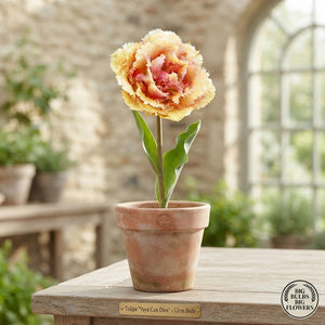 Fringed Double Tulip ‘Vaya Con Dios’ Bulbs – 5 Pack