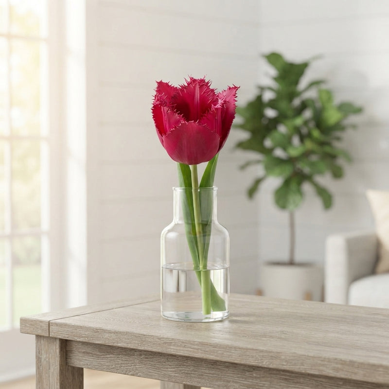 Tulipa Garden Moneymaker Flower Bulbs – 12cm+