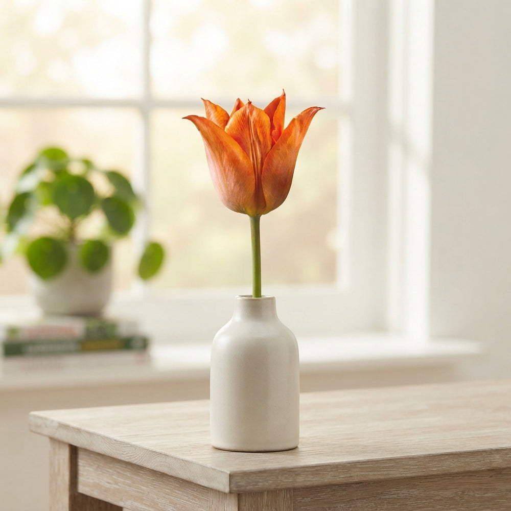 Tulip ‘Triumph’ Flower Bulbs – 12/+ Bulbs