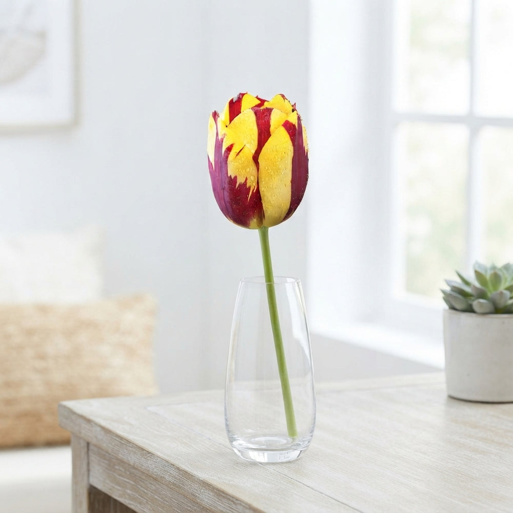 Tulipa ‘Helmar’ Triumph Tulip Bulbs – 7 Bulbs