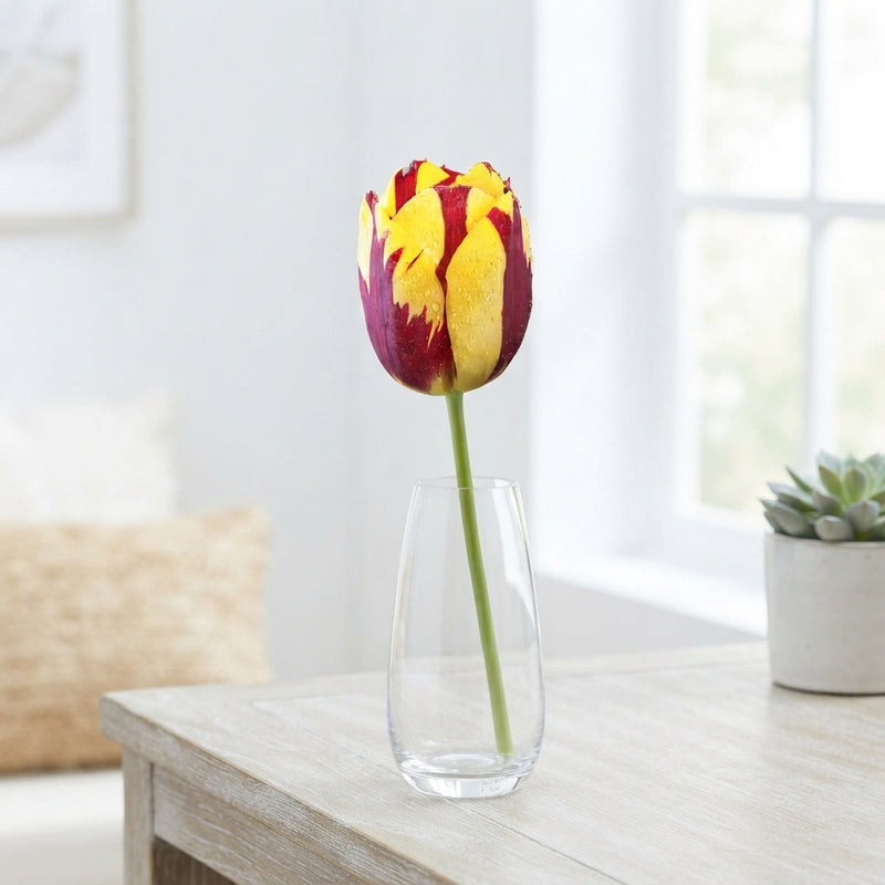 Tulipa ‘Helmar’ Triumph Tulip Bulbs – 7 Bulbs