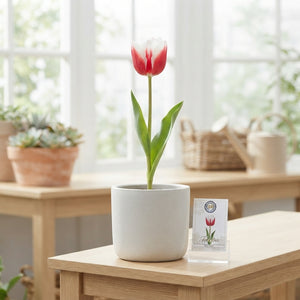 Garden Red Snow Tulip Bulbs – 12cm+