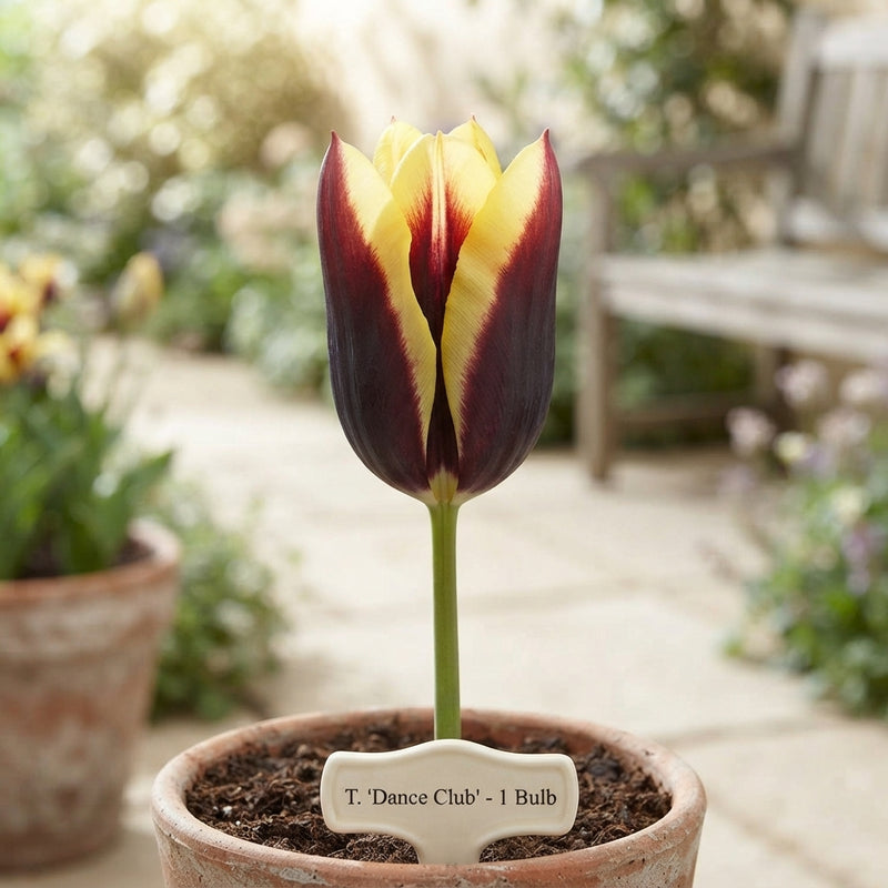 Tulipa ‘Garden Dance Club’ Flower Bulbs – 12/+ Bulbs