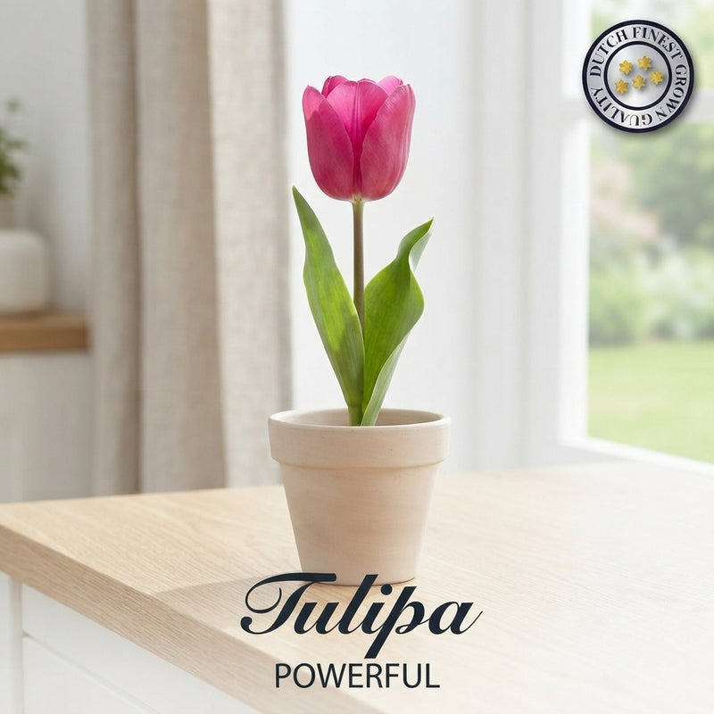 Tulipa Garden Powerful Flower Bulbs – Size 12/+