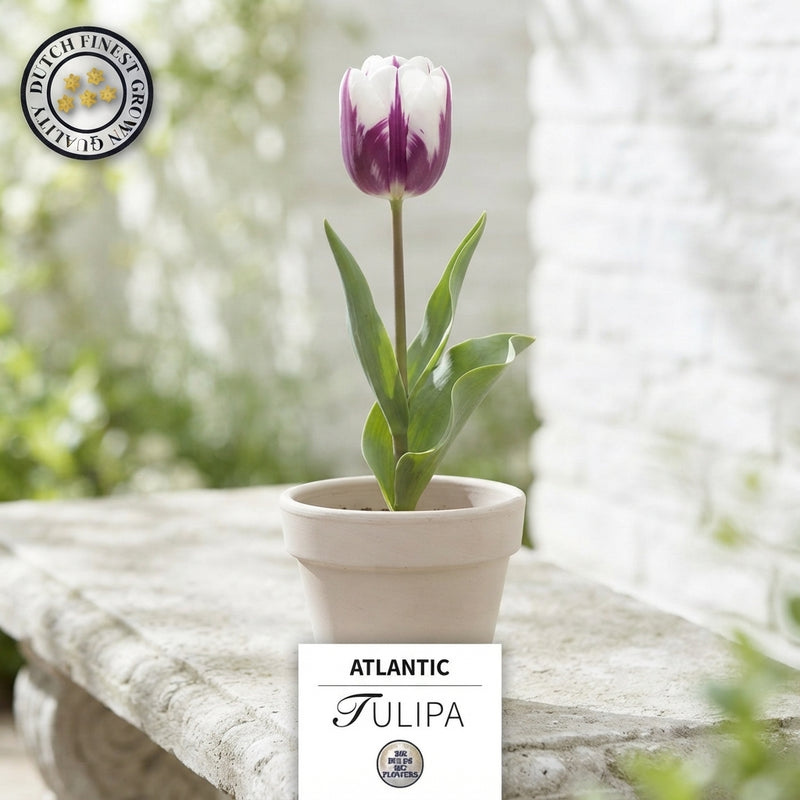 Tulip ‘Atlantic’ Flower Bulbs – 12cm+
