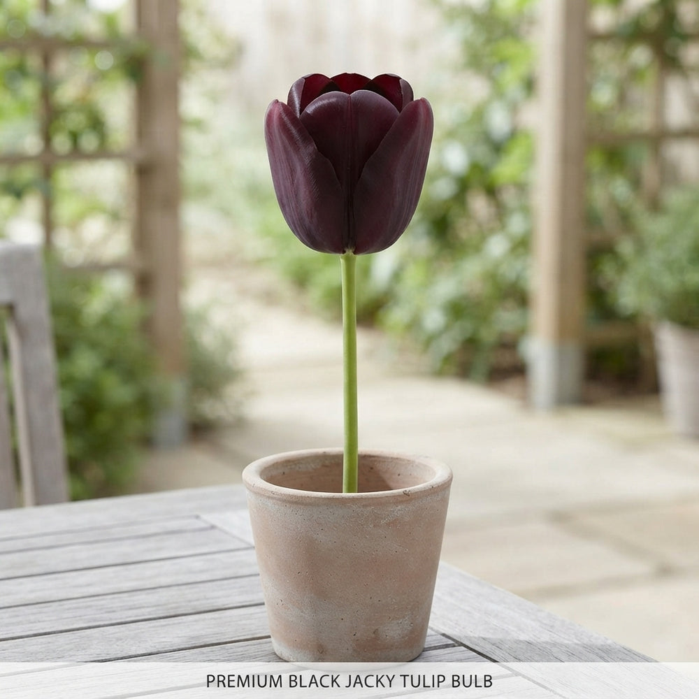 Tulipa ‘Black Jacky’ Tulip Bulbs – Pack of 10