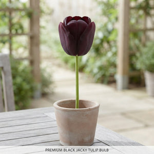 Tulipa ‘Black Jacky’ Tulip Bulbs – Pack of 10