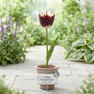 Tulipa Garden Grand Style Flower Bulbs – Size 12/+