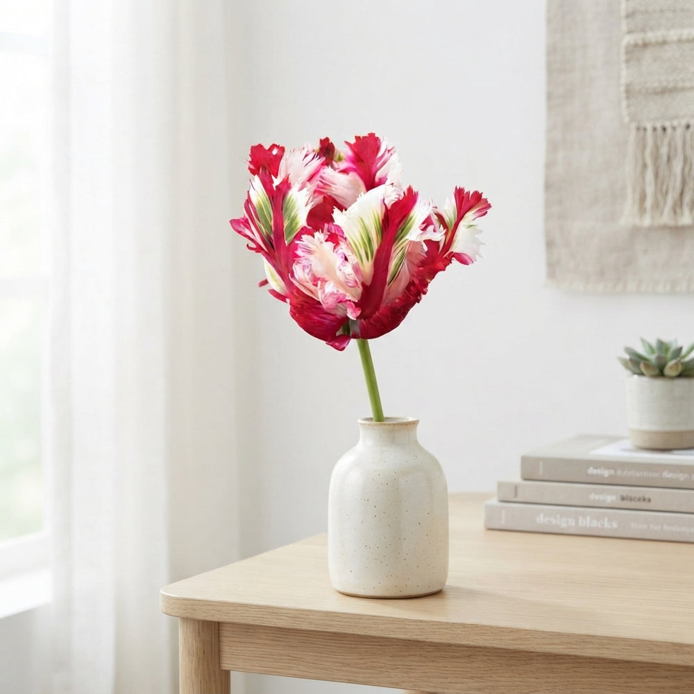 Parrot Tulip ‘Estella Rijnveld’ Bulbs – 12cm+