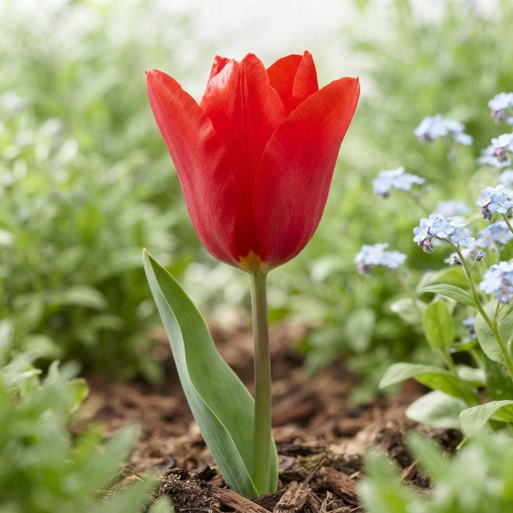 Red Emperor Fosteriana Tulip Bulbs (Tulipa fosteriana) – 12cm+