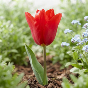 Red Emperor Fosteriana Tulip Bulbs (Tulipa fosteriana) – 12cm+